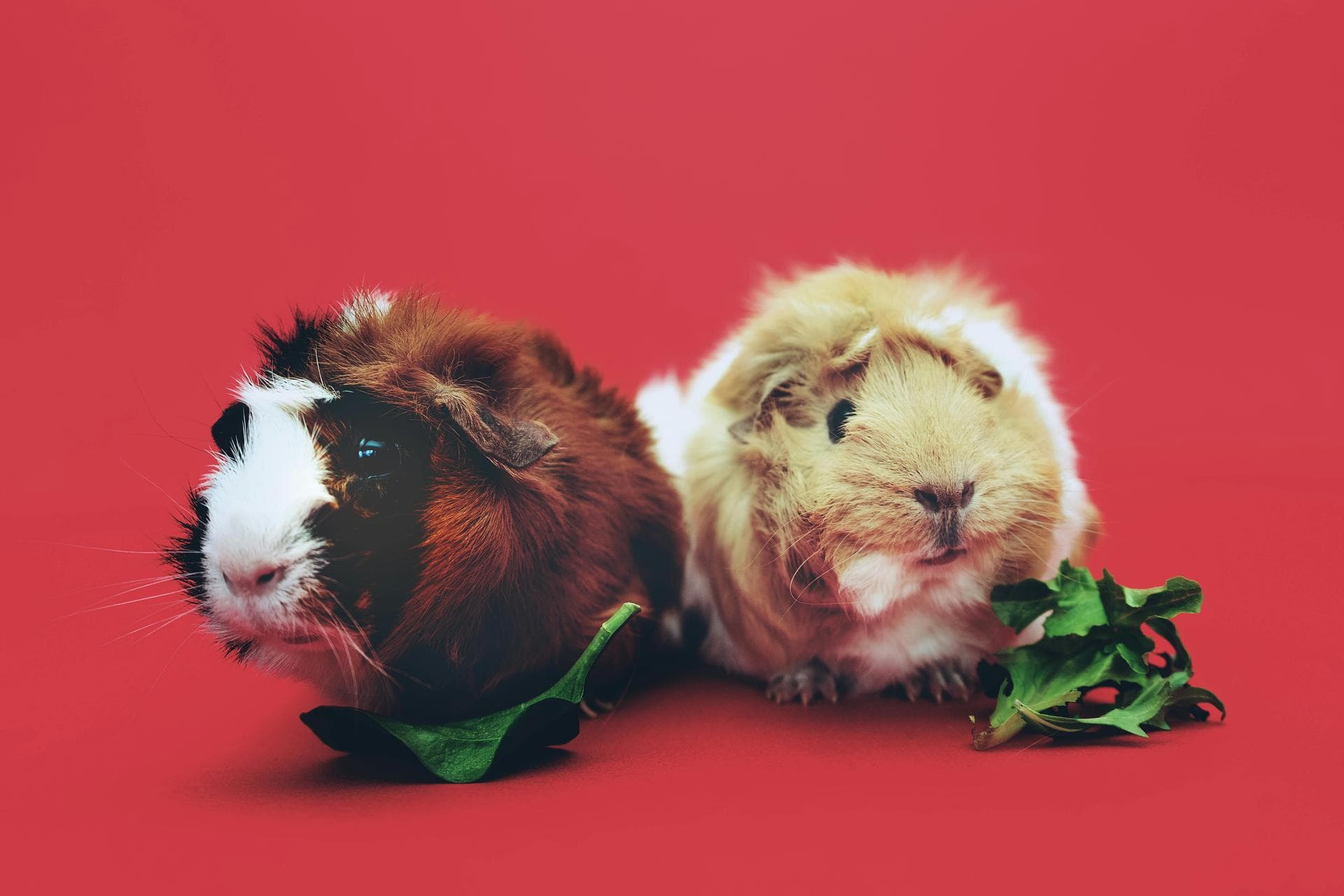 Farm & Large-Animal Vets near Cottonwood Heights