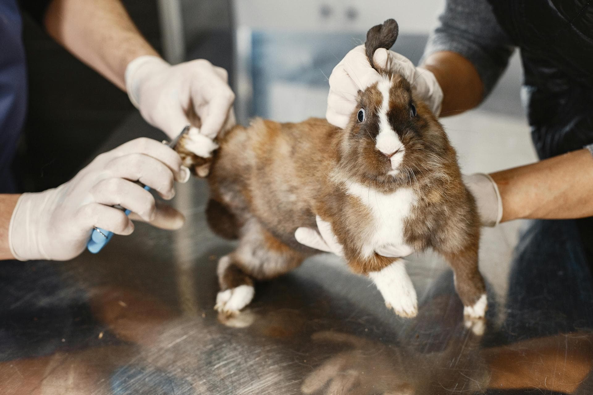 Emergency vets in Cottonwood Heights